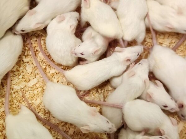 A bunch of mice are laying on the ground