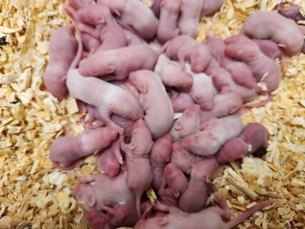 A pile of baby mice on top of some wood chips.