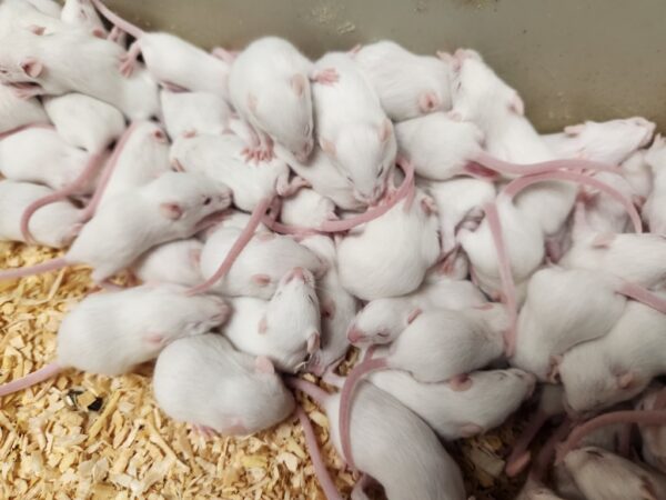 A pile of white mice sitting on top of some wood shavings.