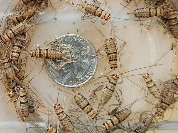 A coin sitting on top of a table next to some bugs.