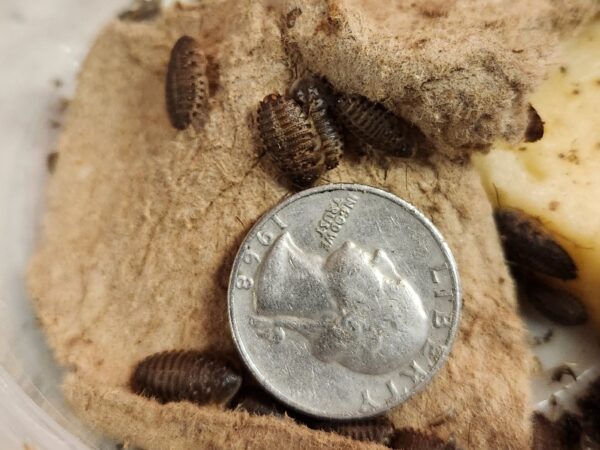 A close up of some bugs on top of a piece of bread