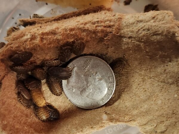 A close up of a coin and some food