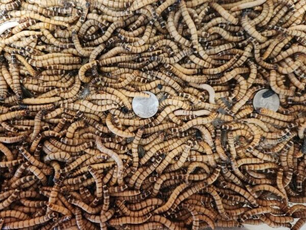 A pile of dried mealworms sitting next to a coin.