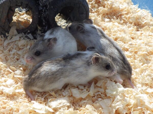 Chinese Hamster - Snowflake/Fancy