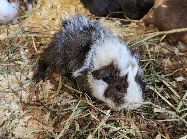 A small animal is laying in the hay.