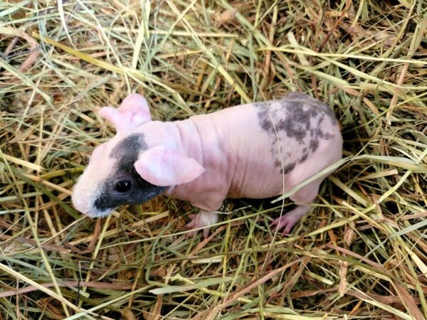 A baby hairless pig is laying in the hay.