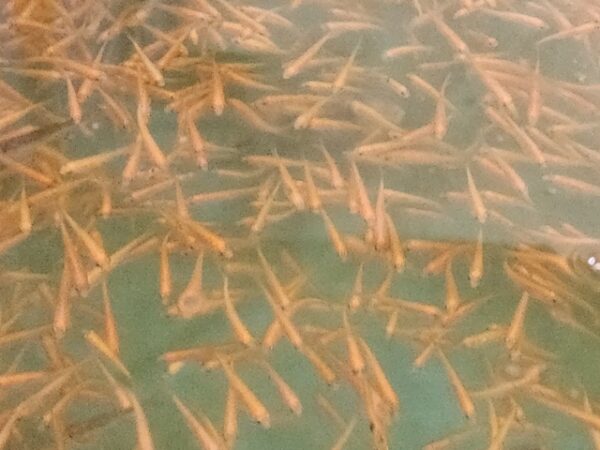 A group of fish swimming in the water.