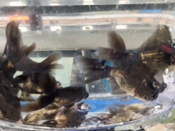 A group of fish in an aquarium with lights