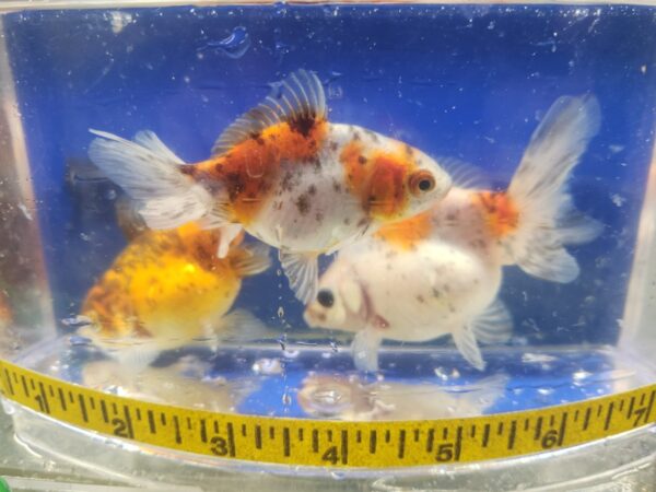 A group of fish in a bowl with measuring tape around it.