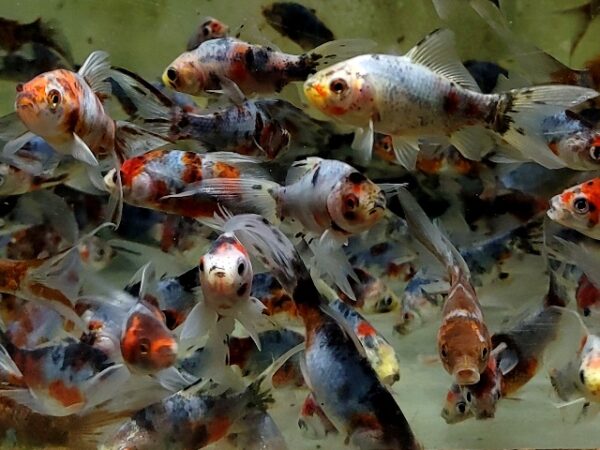 A group of fish swimming in the water.