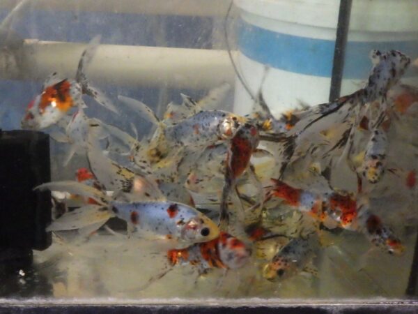 A group of fish in an aquarium with water.