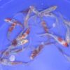 Calico Shubunkin Goldfish Med 5-6"