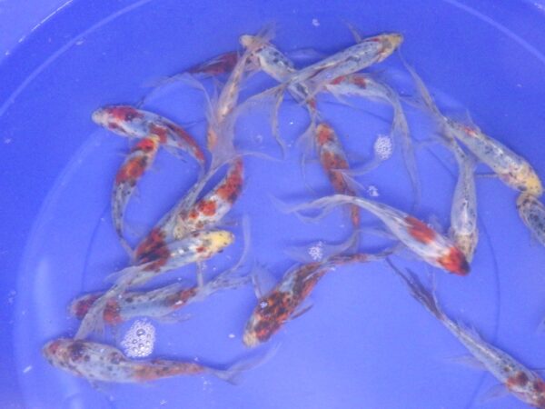 Calico Shubunkin Goldfish Med 5-6"