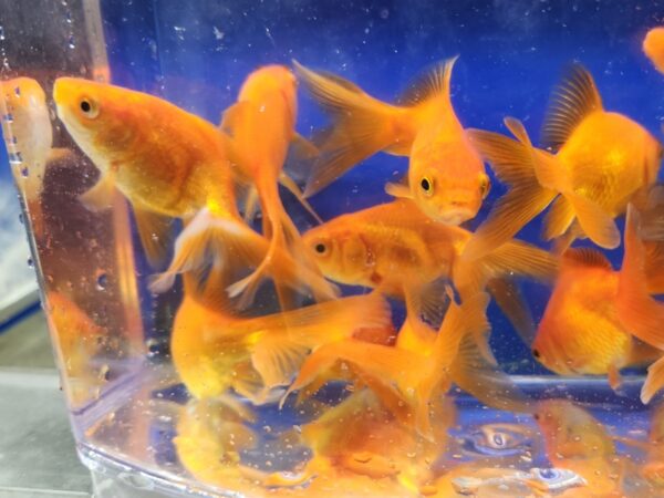 A group of fish in an aquarium with blue background.