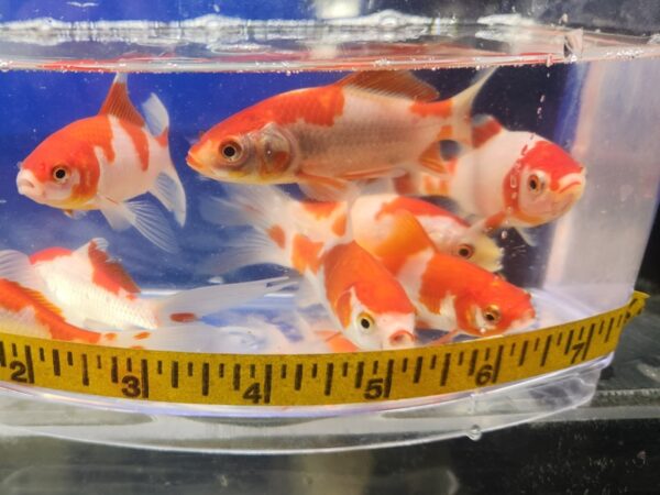 A group of fish in a bowl with a measuring tape around it.