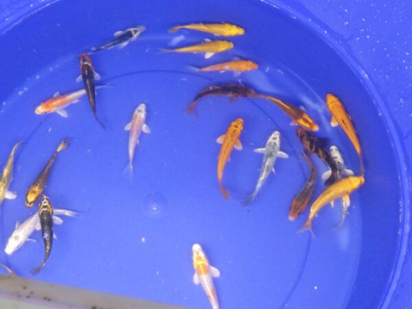 Assorted Koi 3-4" Reg