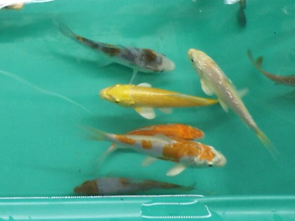 A group of fish swimming in an aquarium.