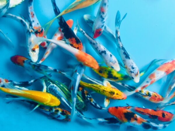 A group of colorful fish swimming in the water.