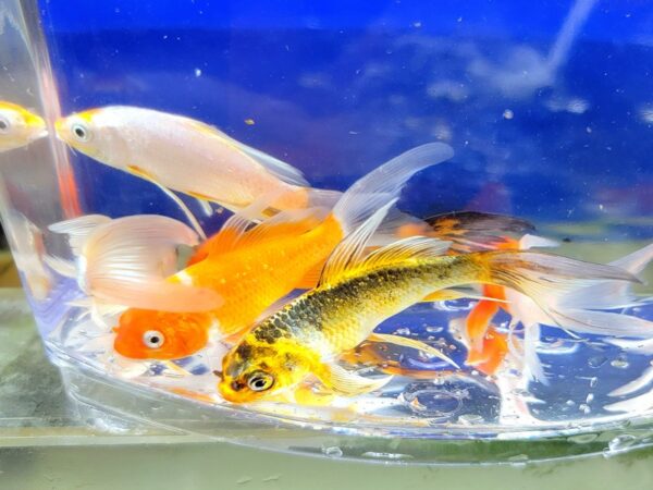 A group of fish swimming in water next to each other.