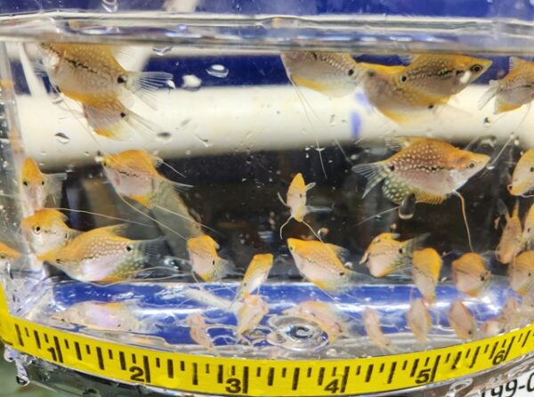 A group of fish in a bowl with a measuring tape around it.