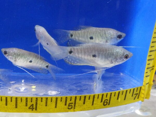 Blue Gourami Reg