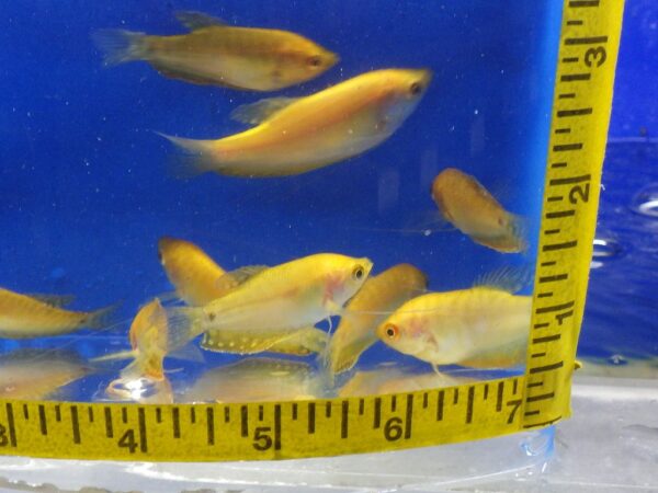 A group of fish in an aquarium with a ruler.