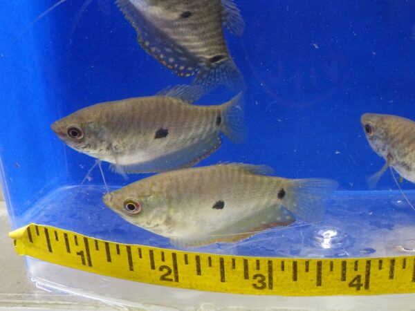 Lavender Gourami Reg