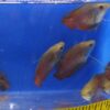 Emperor Dwarf Gourami Male Reg