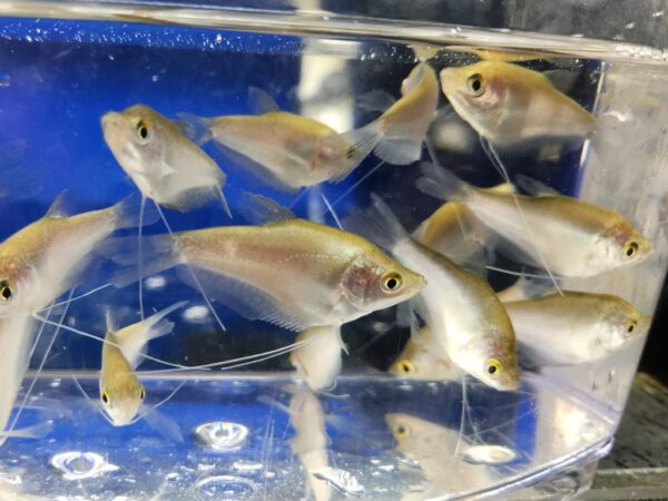 A group of fish in an aquarium with blue water.