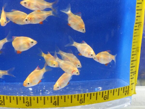 A group of fish swimming in an aquarium.