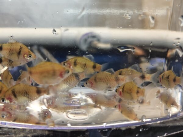 A group of fish in a bowl on the table.