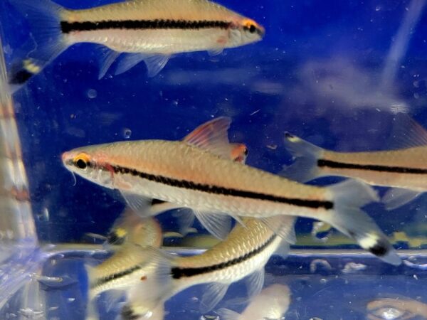 A group of fish swimming in an aquarium.