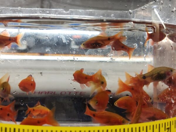 A group of fish in a tank with a measuring tape.