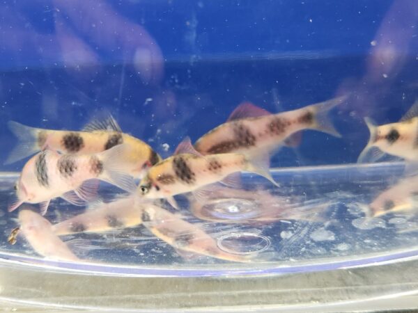 A group of fish swimming in an aquarium.