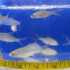 Redtail Tinfoil Barb Reg