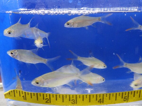 Redtail Tinfoil Barb Reg