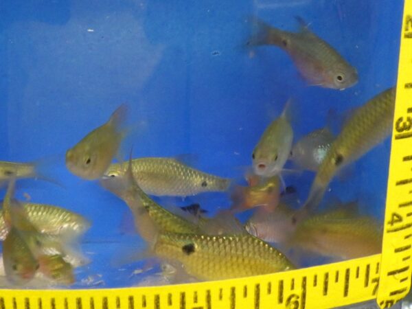 A group of fish in an aquarium with a measuring tape.