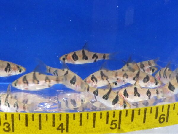 A group of fish in the water next to a ruler.