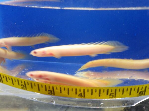 A group of fish swimming in an aquarium.