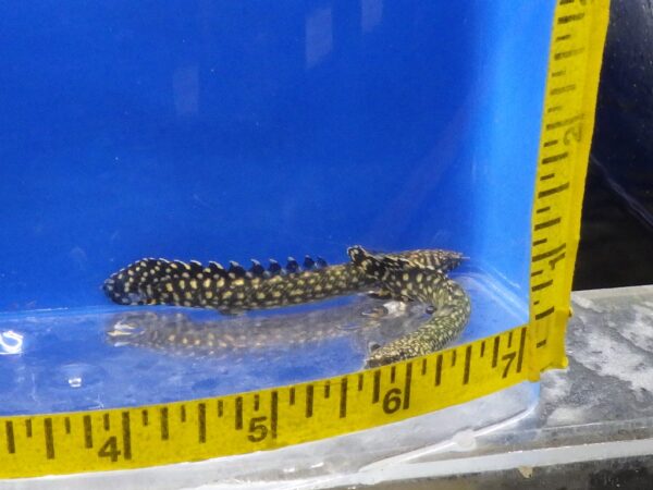 A caterpillar is sitting in the water next to a measuring tape.