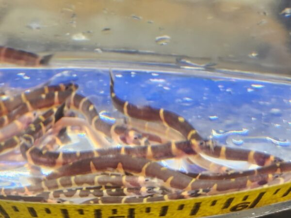 A close up of some snakes in water