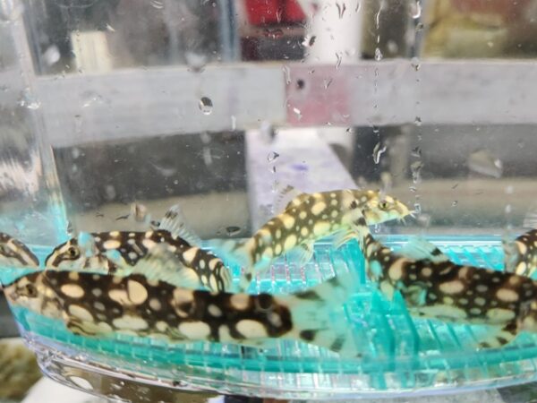 A group of small spotted fish in an aquarium.