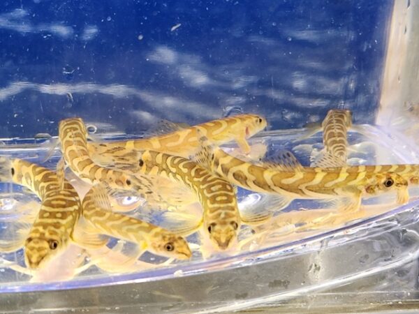 A group of small lizards in water.