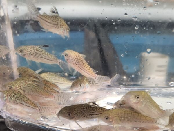 A group of fish swimming in an aquarium.