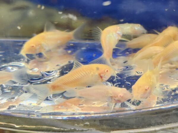 A group of fish in water on top of a glass.