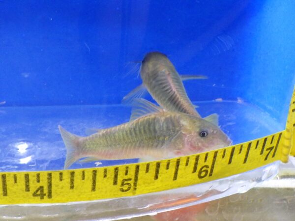 Gold-Green Corydoras Med