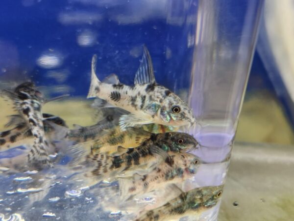 A group of fish in an aquarium with blue water.