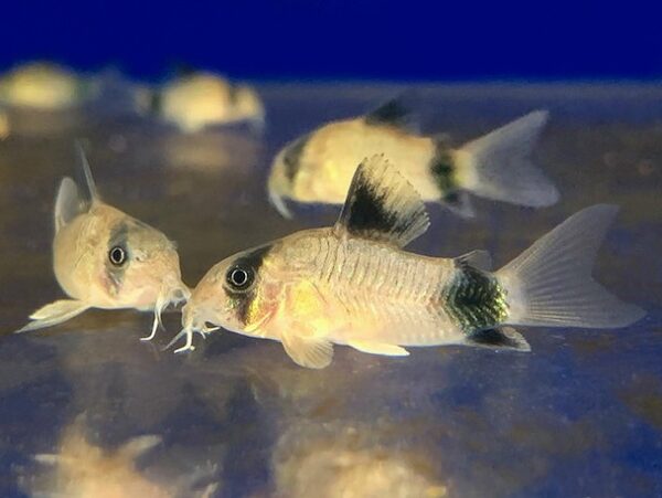 A group of fish swimming in the water.