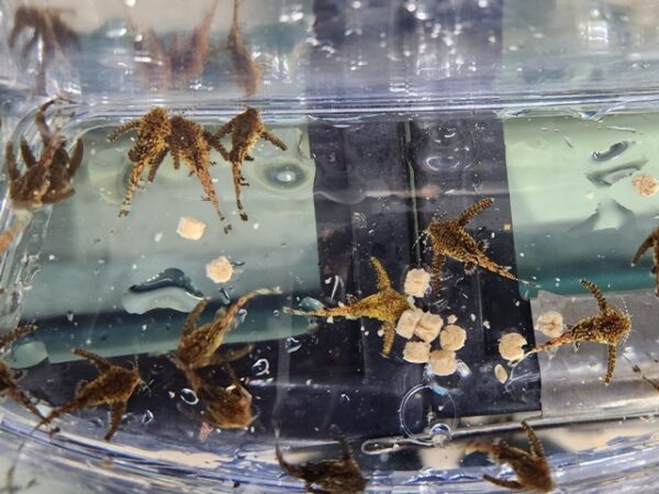 A group of small brown frogs in a container.