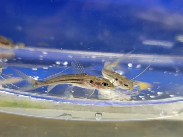 Two small fish in a bowl of water.